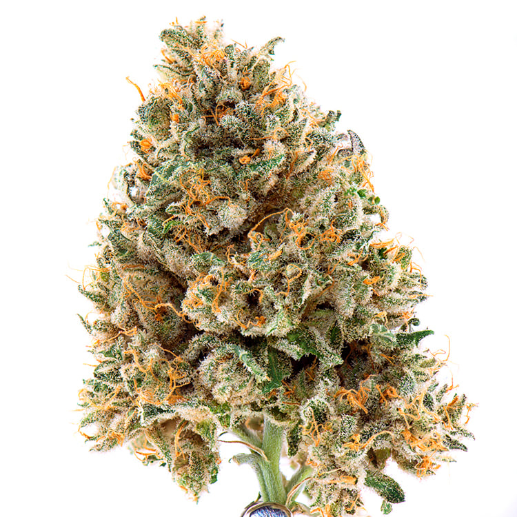 Black ’84 Seeds