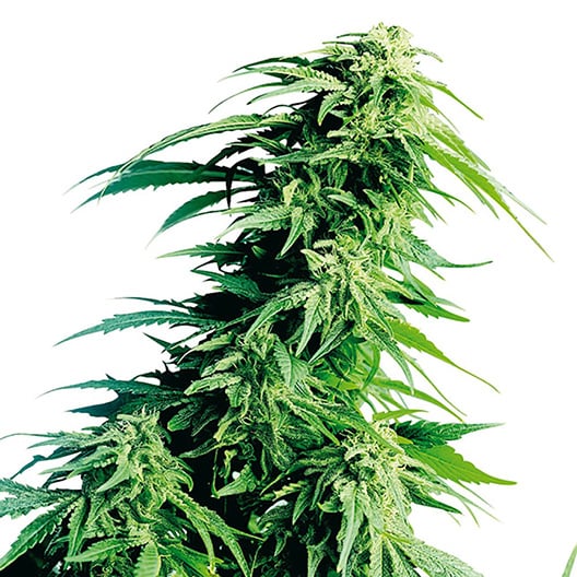 Blue Mystic Seeds