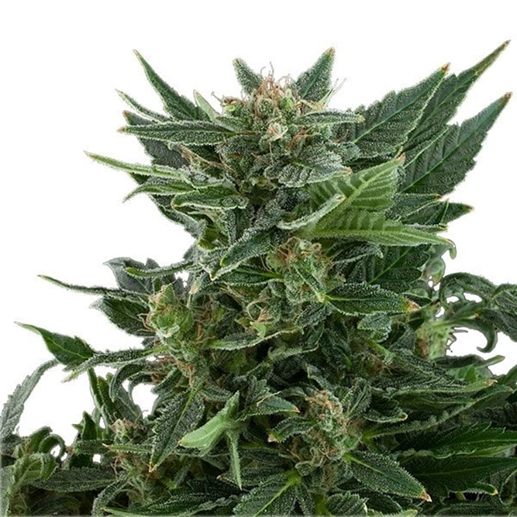 Bubba OG Seeds