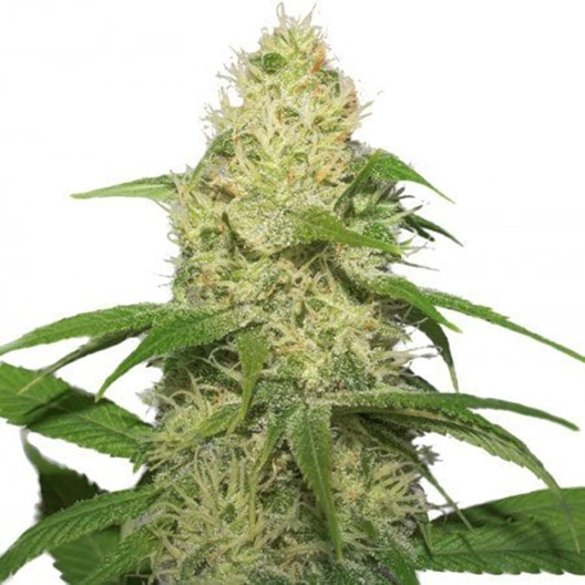 Bubbleberry Seeds