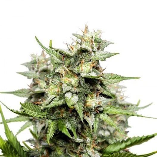 Bubblegum Kush Seeds