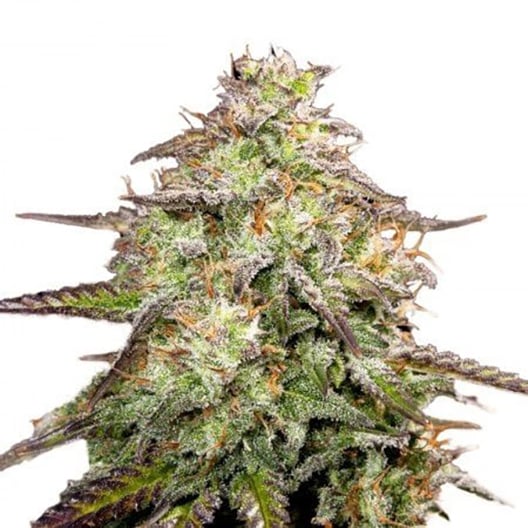 Candyland Seeds