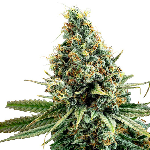 Cascadia Kush Seeds