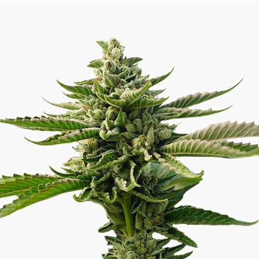 Cherry Kola Seeds