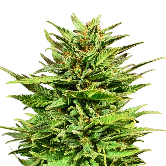 Do-Si-Dos Seeds
