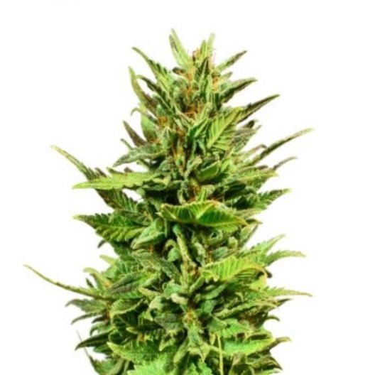 Euforia Seeds