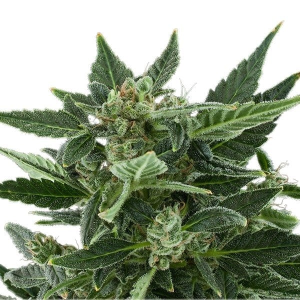God Bud Seeds