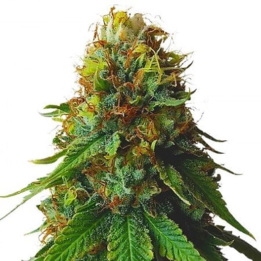 Godfather OG Seeds
