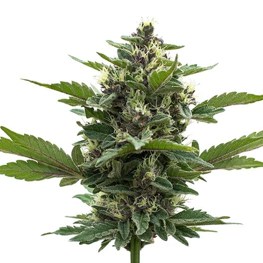 Gorilla Gas Seeds