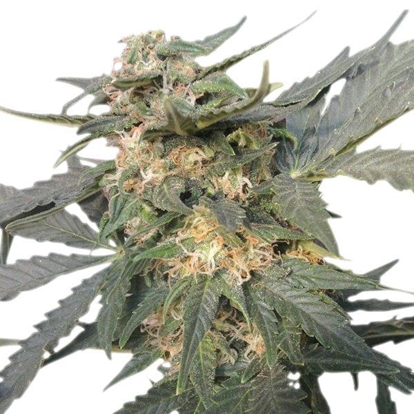 Hawaiian Snow Seeds