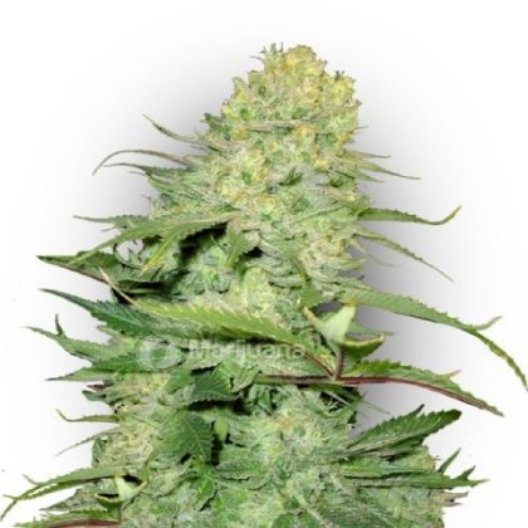 Ice Cream Auto Seeds