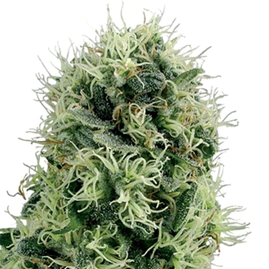 Kahuna Auto Seeds