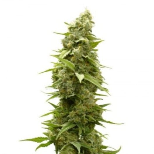 Kandy Kush Seeds