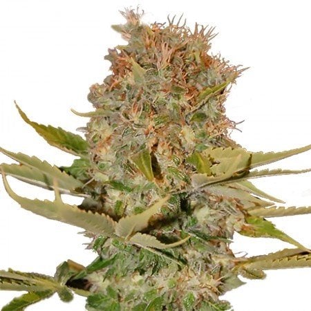 Lemon Kush Seeds