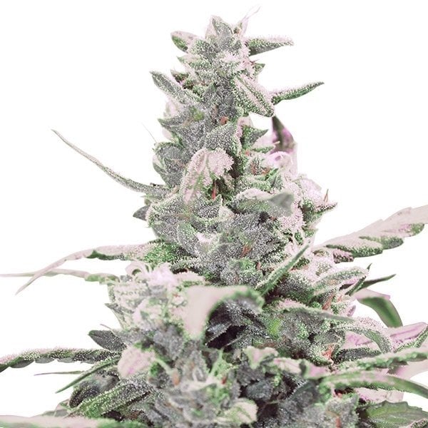 Master Bubba Auto Seeds