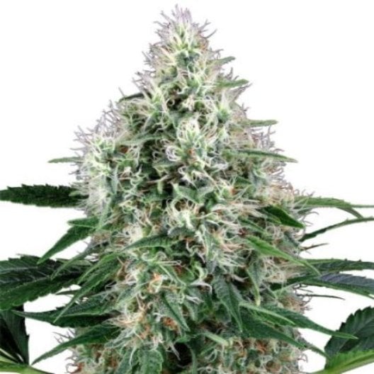 Nuclear Cookies Seeds