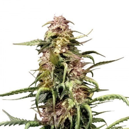 Orange Crush Seeds