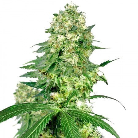 Pineapple Haze Seeds