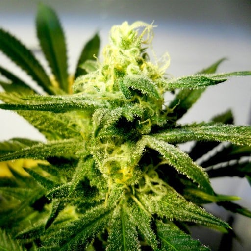Strawberry Kush Seeds