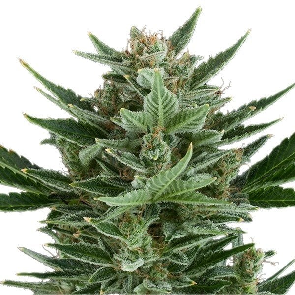 Tangilope Seeds