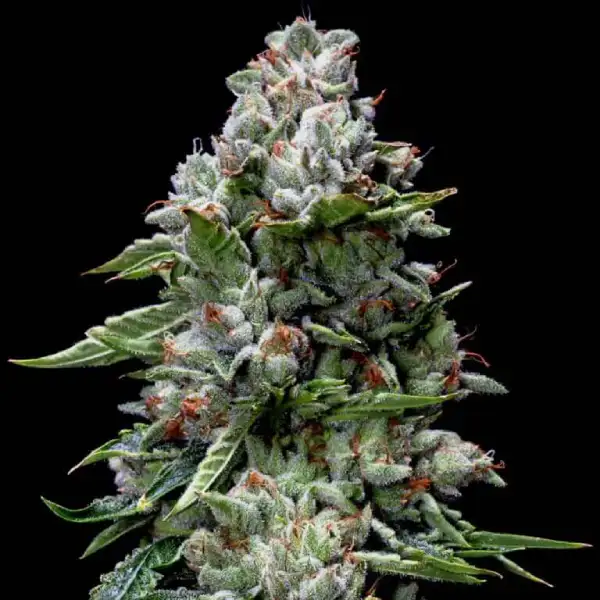 Kosher Kush Fem Seeds