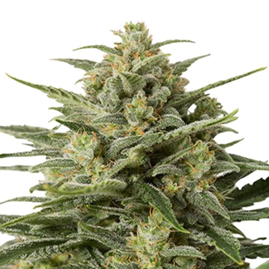 Afghan Big Bud Seeds