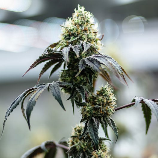 Alien Bubba Auto Seeds