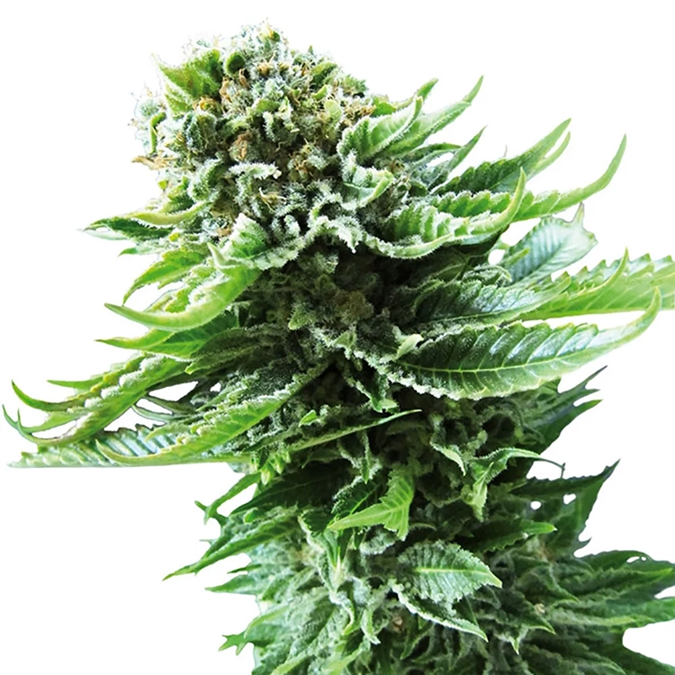 B-52 Seeds
