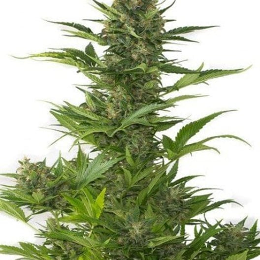 Blackberry Pie Seeds