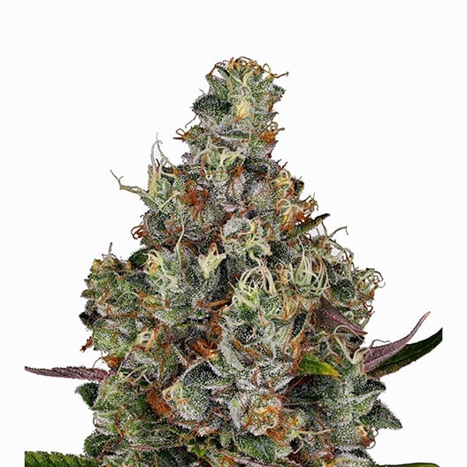 Buddha’s Sister Auto Seeds