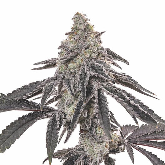 Death Star Seeds