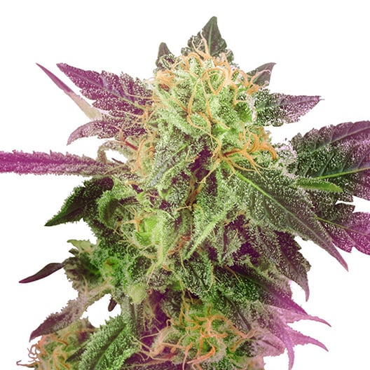 Double Purple Doja Seeds