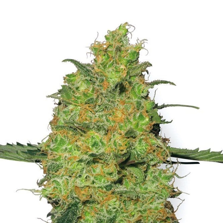 Huckleberry Seeds