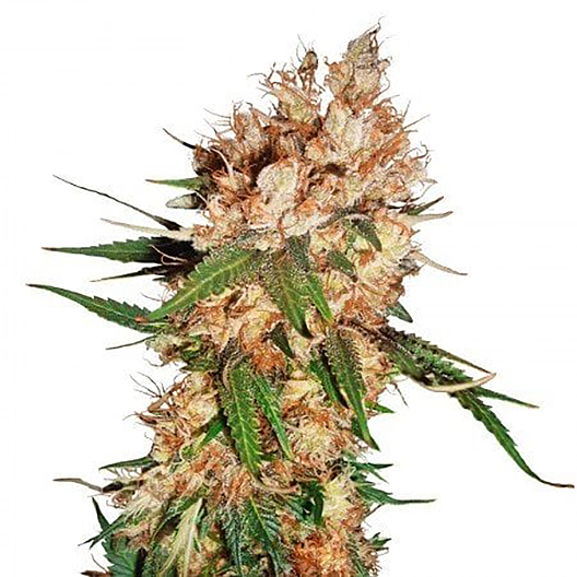 Grape Kush Seeds