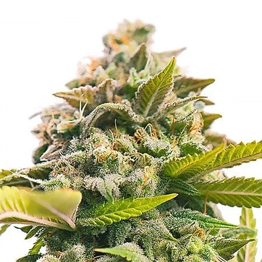 Grape Stomper Seeds