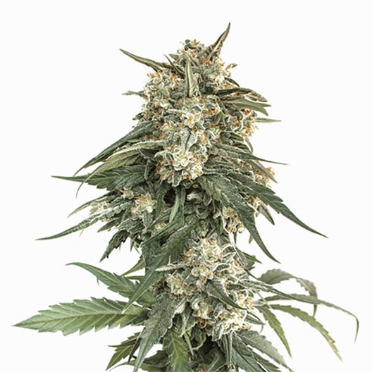 Mad Scientist Auto Seeds