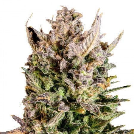 MK Ultra Seeds