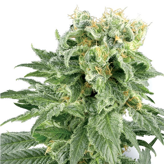 Neptune OG Seeds