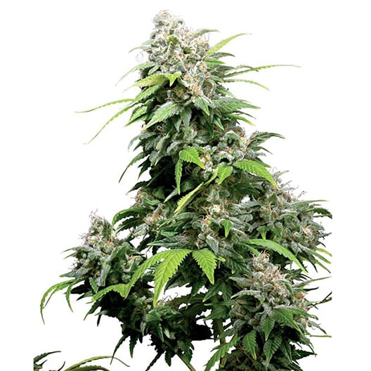 OG’s Pearl Auto Seeds