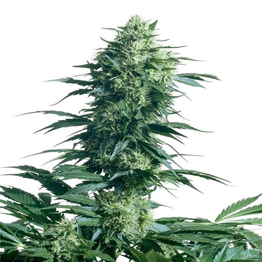 Pineapple Trainwreck Seeds