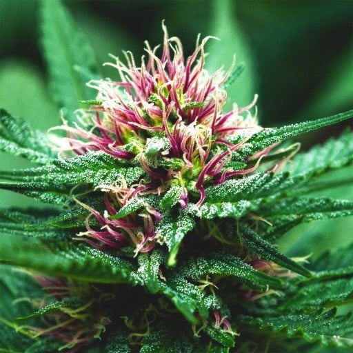 Platinum Purple Kush Seeds