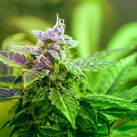 Purple Panty Dropper Auto Seeds