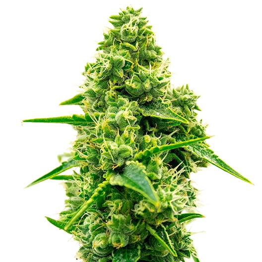 Strawberry Cheesecake Auto Seeds