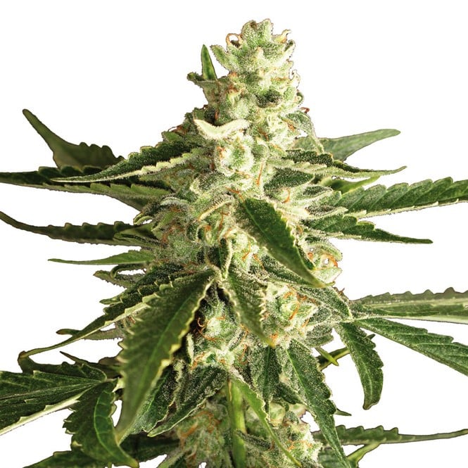 Super Green Crack Seeds