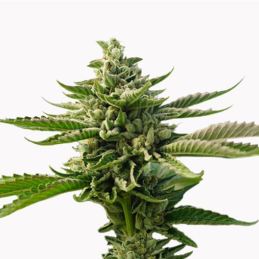 Super Jack Seeds