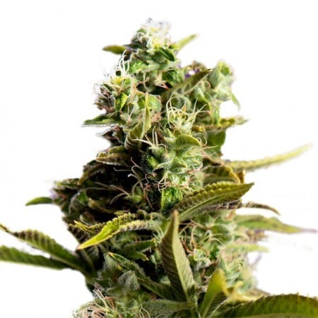 Superman OG Seeds