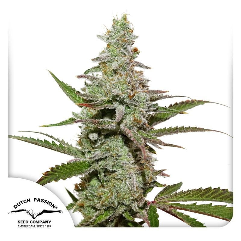Amsterdam Amnesia Seeds