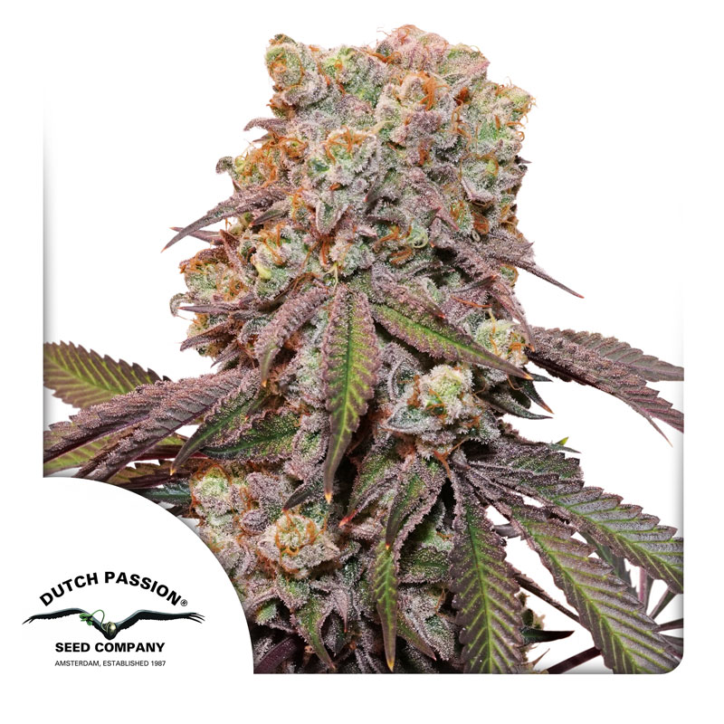 Auto Candy Bubatz XL Seeds