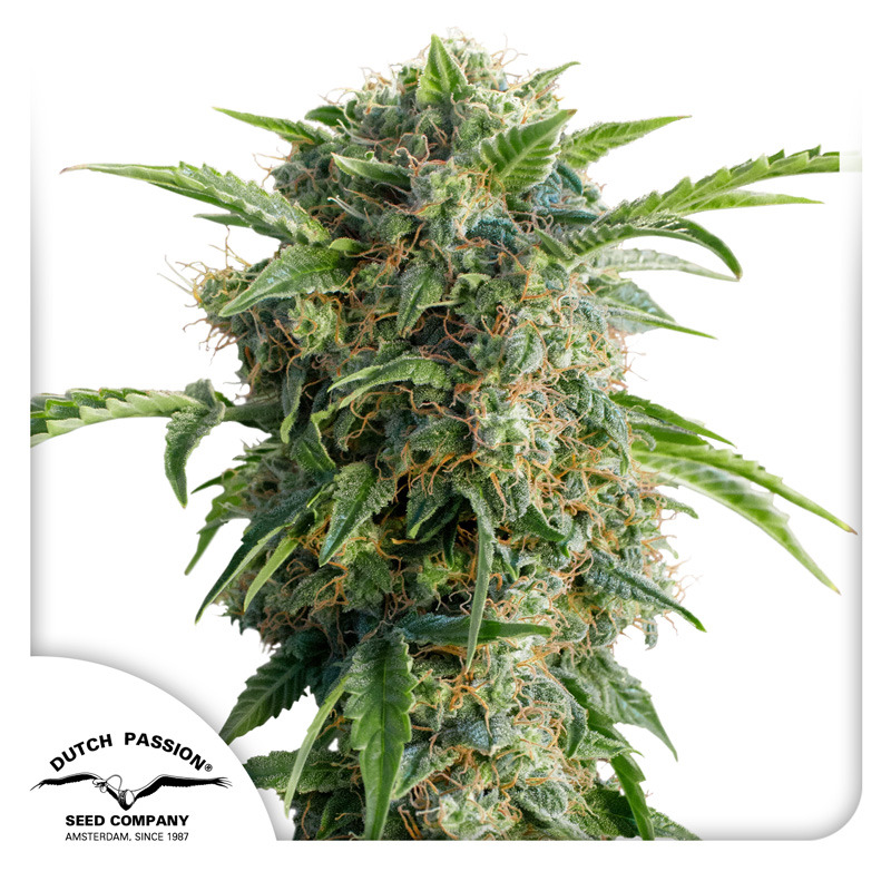 Auto Daiquiri Lime Seeds