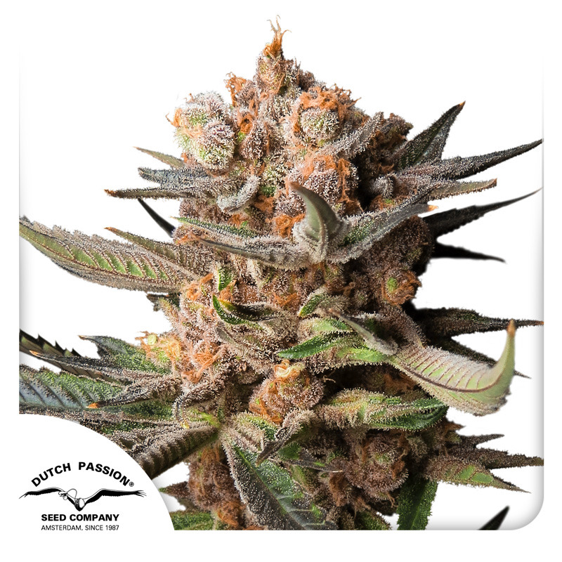 Auto Frozen Biscotti Seeds